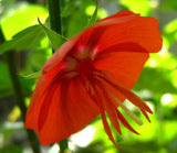 Pentapetes phoenicea | Noon Flower | Midday Scarlet Mallow | 10_Seeds