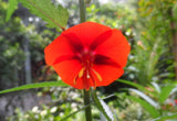 Pentapetes phoenicea | Noon Flower | Midday Scarlet Mallow | 10_Seeds