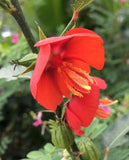 Pentapetes phoenicea | Noon Flower | Midday Scarlet Mallow | 10_Seeds