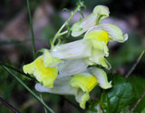 Antirrhinum braun-blanquetii | Perennial Snapdragon | 50_Seeds