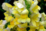 Antirrhinum braun-blanquetii | Perennial Snapdragon | 50_Seeds