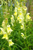Antirrhinum braun-blanquetii | Perennial Snapdragon | 50_Seeds