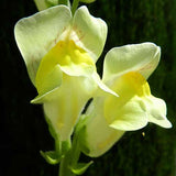 Antirrhinum braun-blanquetii | Perennial Snapdragon | 50_Seeds