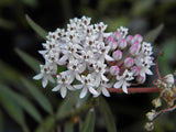 Asclepias perennis | White Aquatic Milkweed | 20_Seeds