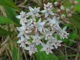 Asclepias perennis | White Aquatic Milkweed | 20_Seeds