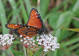 Asclepias perennis | White Aquatic Milkweed | 20_Seeds