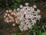 Asclepias perennis | White Aquatic Milkweed | 20_Seeds