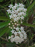 Asclepias perennis | White Aquatic Milkweed | 20_Seeds