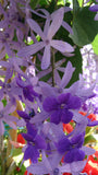 Petrea volubilis | Queens Wreath | Bluebird Vine | 5_Seeds