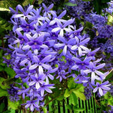 Petrea volubilis | Queens Wreath | Bluebird Vine | 5_Seeds