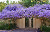 Petrea volubilis | Queens Wreath | Bluebird Vine | 5_Seeds