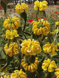 Phlomis fruticosa | Shrubby Jerusalem Sage | 10_Seeds