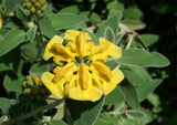 Phlomis fruticosa | Shrubby Jerusalem Sage | 10_Seeds