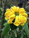 Phlomis fruticosa | Shrubby Jerusalem Sage | 10_Seeds