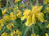 Phlomis fruticosa | Shrubby Jerusalem Sage | 10_Seeds