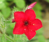 Phlox drummondii | Annual Drummonds | 50_Seeds