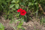 Phlox drummondii | Annual Drummonds | 50_Seeds