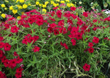 Phlox drummondii | Annual Drummonds | 50_Seeds