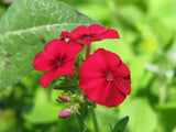 Phlox drummondii | Annual Drummonds | 50_Seeds