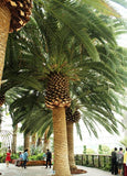 Phoenix paludosa | Mangrove Date Palm | Sea Dates | 5_Seeds