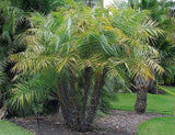 Phoenix paludosa | Mangrove Date Palm | Sea Dates | 5_Seeds