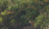 Phoenix paludosa | Mangrove Date Palm | Sea Dates | 5_Seeds