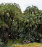 Phoenix paludosa | Mangrove Date Palm | Sea Dates | 5_Seeds