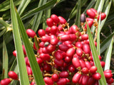 Phoenix pusilla | Ceylon Date Palm | Flour Palm | 5_Seeds