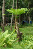 Phoenix pusilla | Ceylon Date Palm | Flour Palm | 5_Seeds
