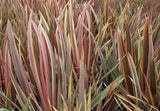 Phormium Rainbow Stripe | 20_Seeds