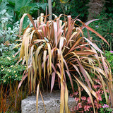 Phormium Rainbow Stripe | 20_Seeds