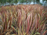 Phormium Rainbow Stripe | 20_Seeds