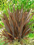 Phormium Rainbow Stripe | 20_Seeds