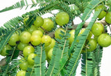 Phyllanthus emblica | Amla | Indian Gooseberry | Malacca Tree | 10_Seeds