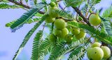 Phyllanthus emblica | Amla | Indian Gooseberry | Malacca Tree | 10_Seeds