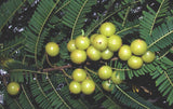 Phyllanthus emblica | Amla | Indian Gooseberry | Malacca Tree | 10_Seeds