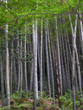 Phyllostachys edulis | Moso-Chiku | 10_Seeds