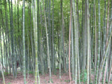 Phyllostachys edulis | Moso-Chiku | 10_Seeds