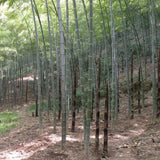 Phyllostachys edulis | Moso-Chiku | 10_Seeds