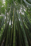 Phyllostachys edulis | Moso-Chiku | 10_Seeds