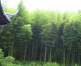Phyllostachys edulis | Moso-Chiku | 10_Seeds