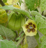 Physalis peruviana | Cape Gooseberry |Peruvian Ground Cherry|PohaBerry| 100_Seeds