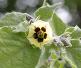Physalis peruviana | Cape Gooseberry |Peruvian Ground Cherry|PohaBerry| 100_Seeds
