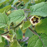 Physalis peruviana | Cape Gooseberry |Peruvian Ground Cherry|PohaBerry| 100_Seeds