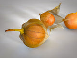 Physalis peruviana | Cape Gooseberry |Peruvian Ground Cherry|PohaBerry| 100_Seeds