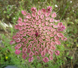 Daucus carota | Pink Queen Annes Lace | Birds Nest | 50_Seeds
