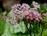 Daucus carota | Pink Queen Annes Lace | Birds Nest | 50_Seeds