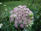 Daucus carota | Pink Queen Annes Lace | Birds Nest | 50_Seeds