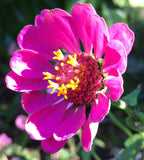 Zinnia elegans pink | 200_Seeds