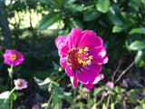 Zinnia elegans pink | 200_Seeds